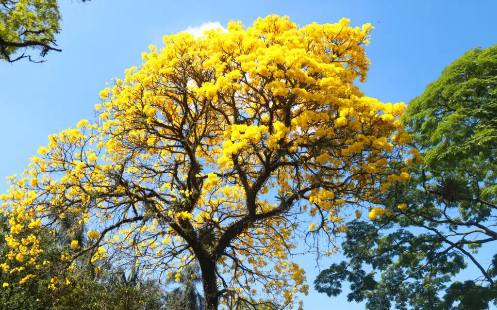 How to Grow a Golden Trumpet Tree Successfully at Home Golden Trumpet
